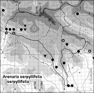 Arenaria_serpyllifolia_serpyllifolia
