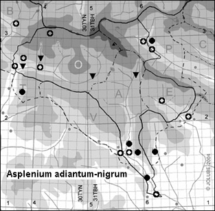 Asplenium_adiantum-nigrum_