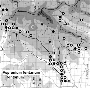 Asplenium_fontanum_fontanum