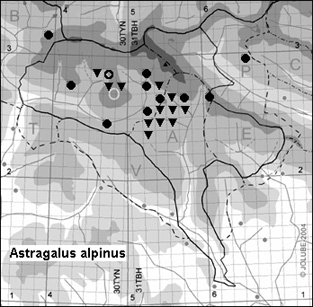 Astragalus_alpinus_