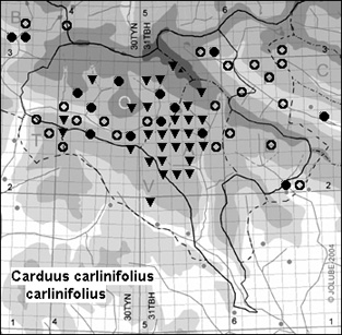 Carduus_carlinifolius_carlinifolius