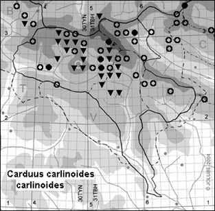 Carduus_carlinoides_carlinoides