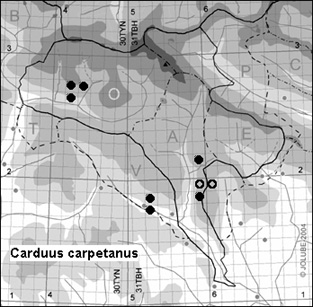 Carduus_carpetanus_