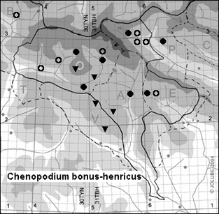Chenopodium_bonus-henricus_