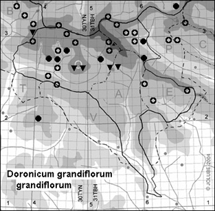 Doronicum_grandiflorum_grandiflorum