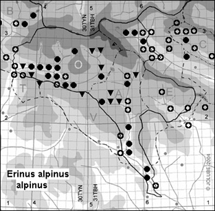 Erinus_alpinus_alpinus