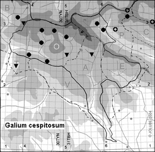 Galium_cespitosum_