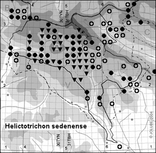 Helictotrichon_sedenense_