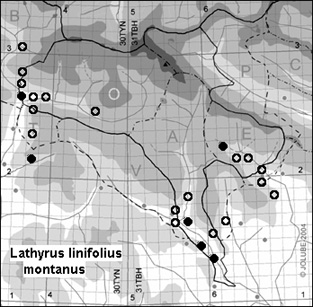 Lathyrus_linifolius_montanus