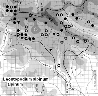 Leontopodium_alpinum_alpinum