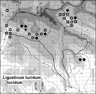 Ligusticum_lucidum_lucidum