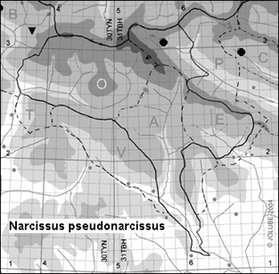 Narcissus_pseudonarcissus_