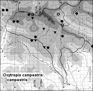Oxytropis_campestris_campestris