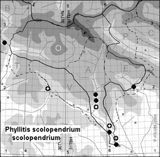 Phyllitis_scolopendrium_scolopendrium