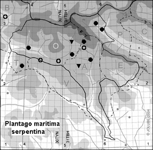 Plantago_maritima_serpentina