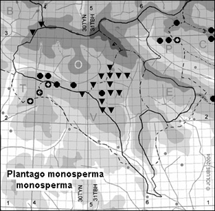 Plantago_monosperma_monosperma