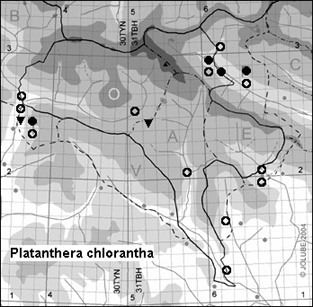 Platanthera_chlorantha_