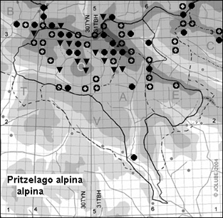 Pritzelago_alpina_alpina
