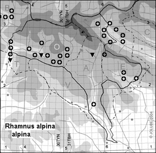 Rhamnus_alpina_alpina