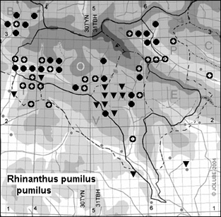 Rhinanthus_pumilus_pumilus