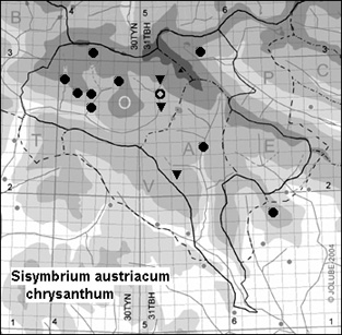 Sisymbrium_austriacum_chrysanthum