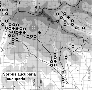 Sorbus_aucuparia_aucuparia