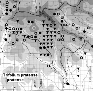 Trifolium_pratense_pratense