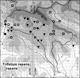 Trifolium_repens_repens